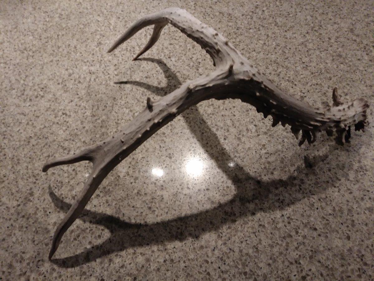 Neat Thorn Antler