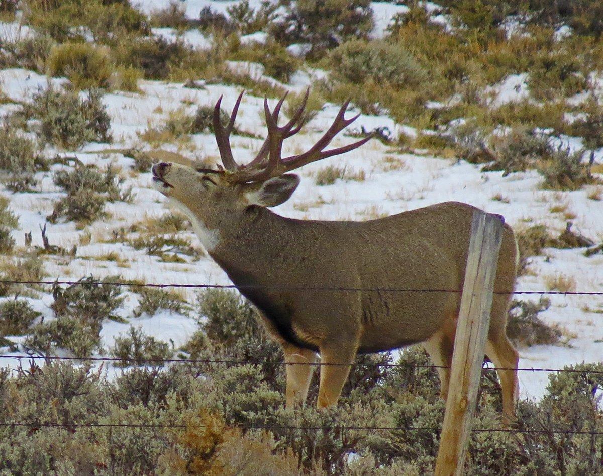 Ruttin' Muley