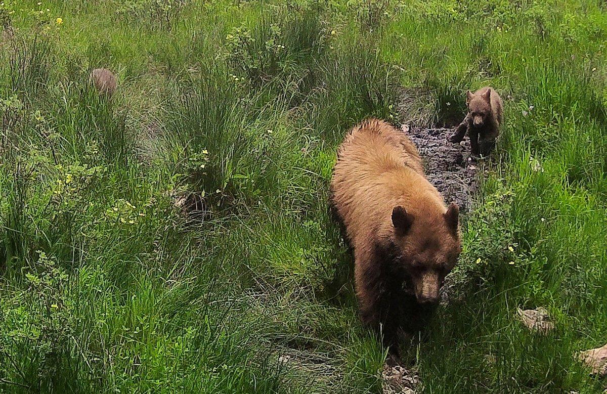 Sow2cubs7Jul21RC.jpg