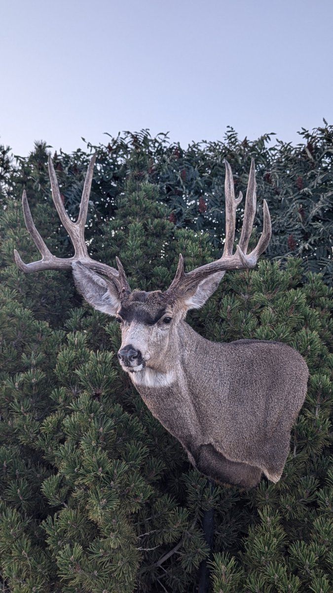 Sweet Buck