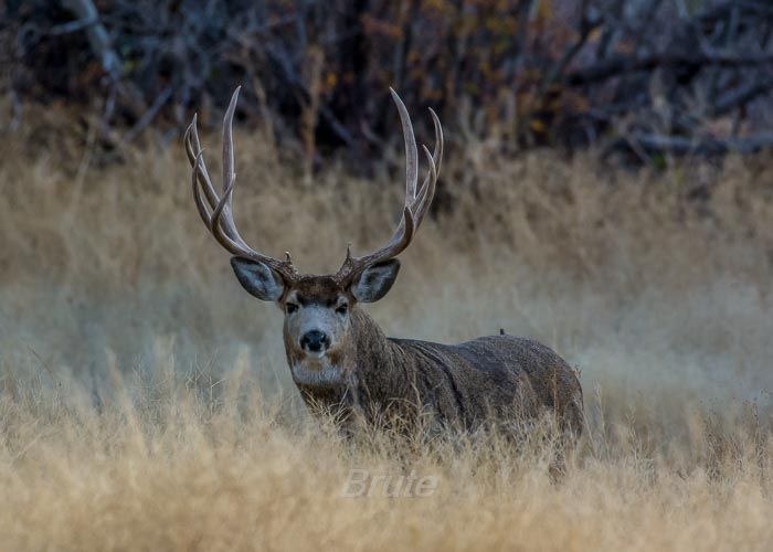 Tall Buck