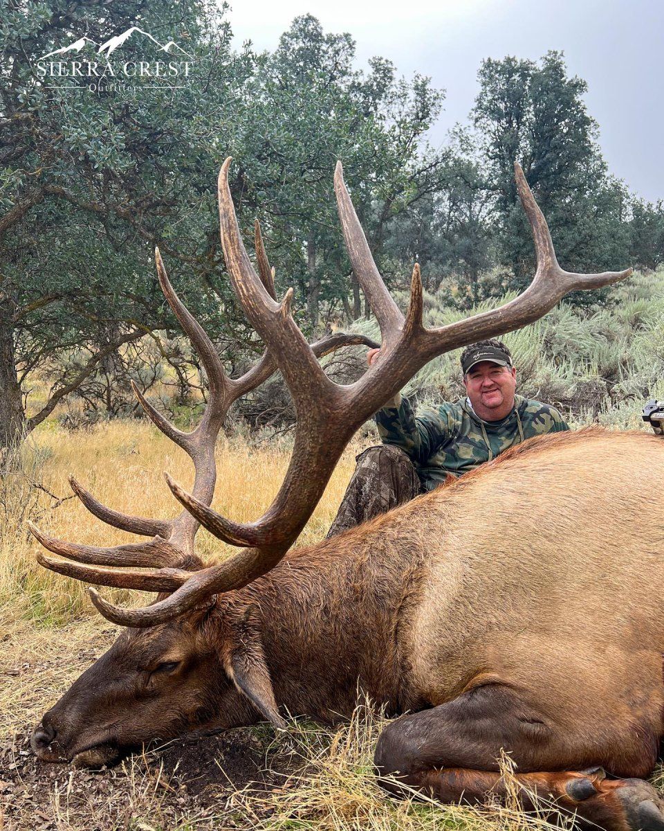 Tehachapi bull.jpg