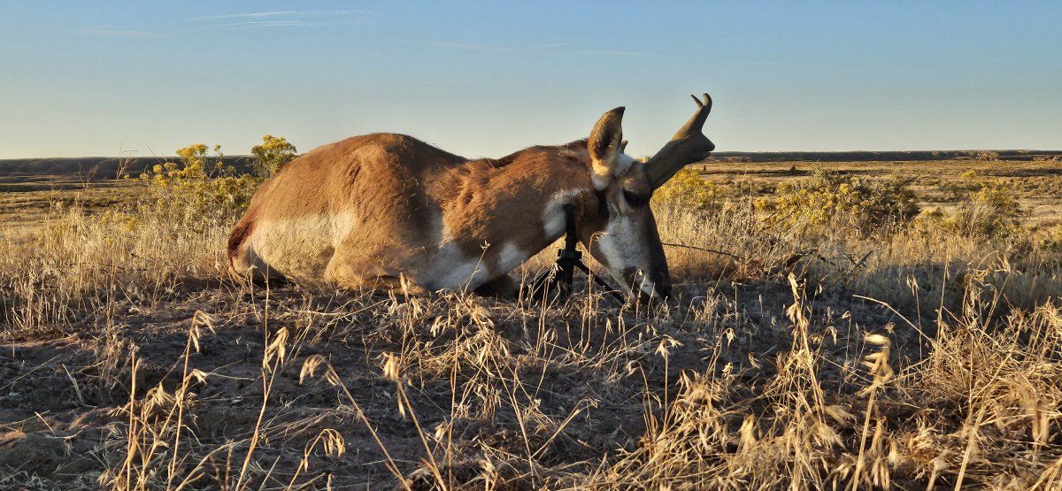 Utah Muzzleloader Antelope Success